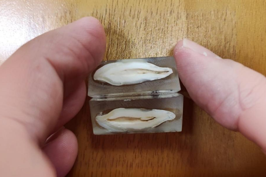 istomorfometria dentaria