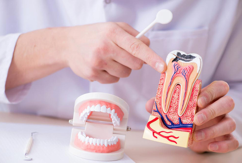dentista indica canale radicolare su un modellino di dente