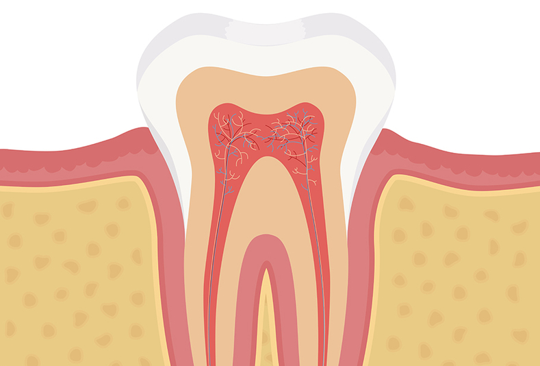 illustrazione di dente