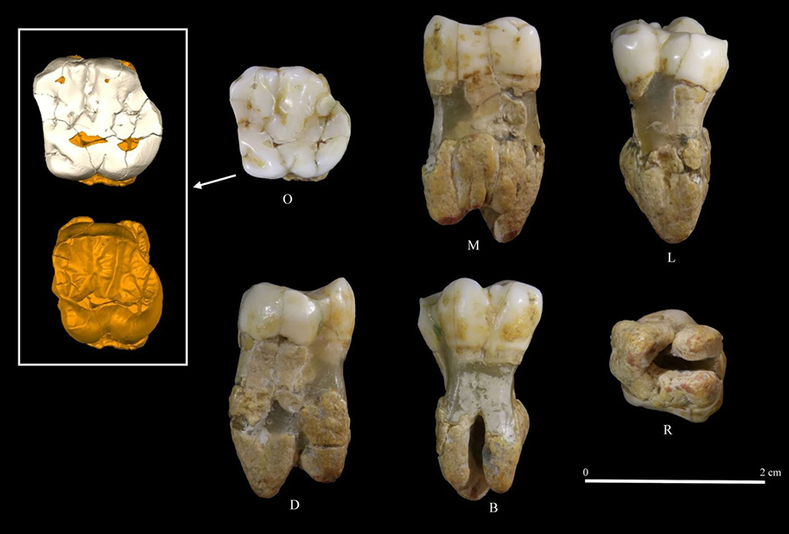 Un molare svela i segreti del Neandertal nel Cilento