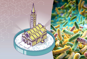 Illustrazione Modena e microbiota