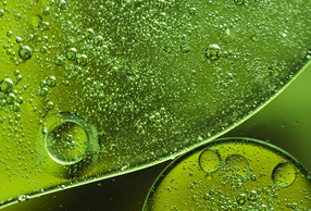 Aloe