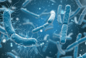 Microbiota orale