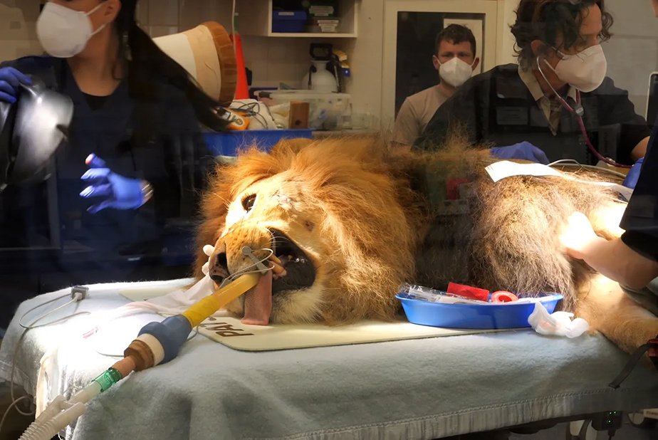 Zuberi, il leone dello zoo di Melburne