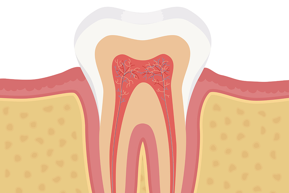 illustrazione di dente
