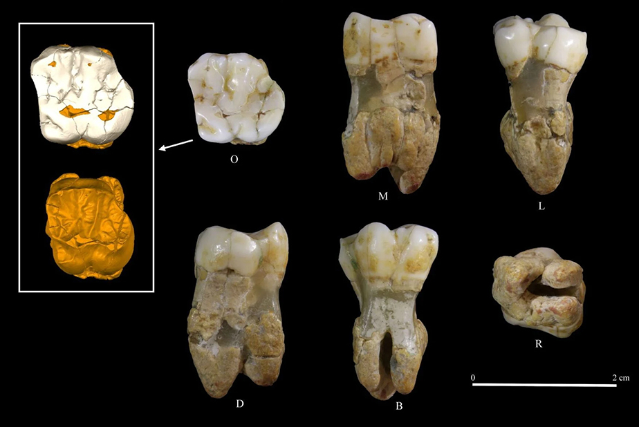 Un molare svela i segreti del Neandertal nel Cilento